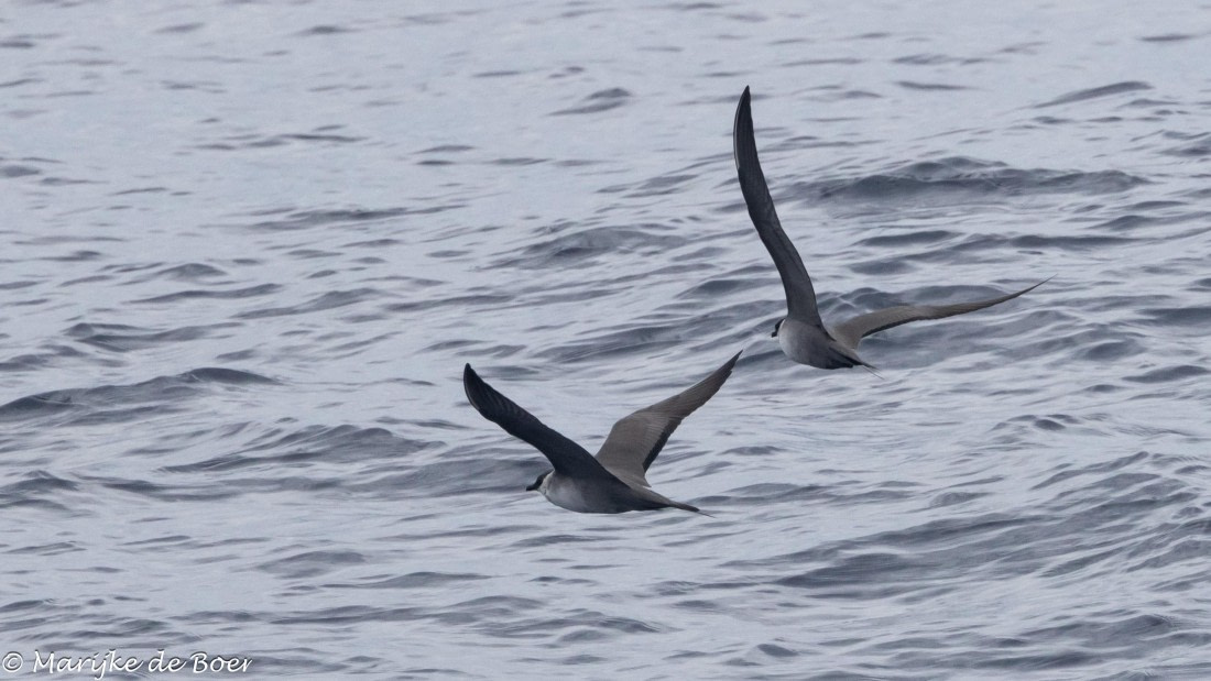 HDS32-25, Day 6, Longtailed jager_20250420-398A0020 © Marijke de Boer - Oceanwide Expeditions.jpg