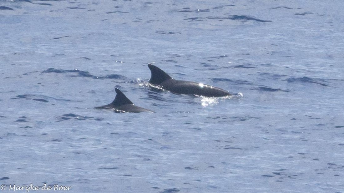 HDS32-25, Day 6, Pygmy killer whale_20250420-398A0064 © Marijke de Boer - Oceanwide Expeditions.jpg