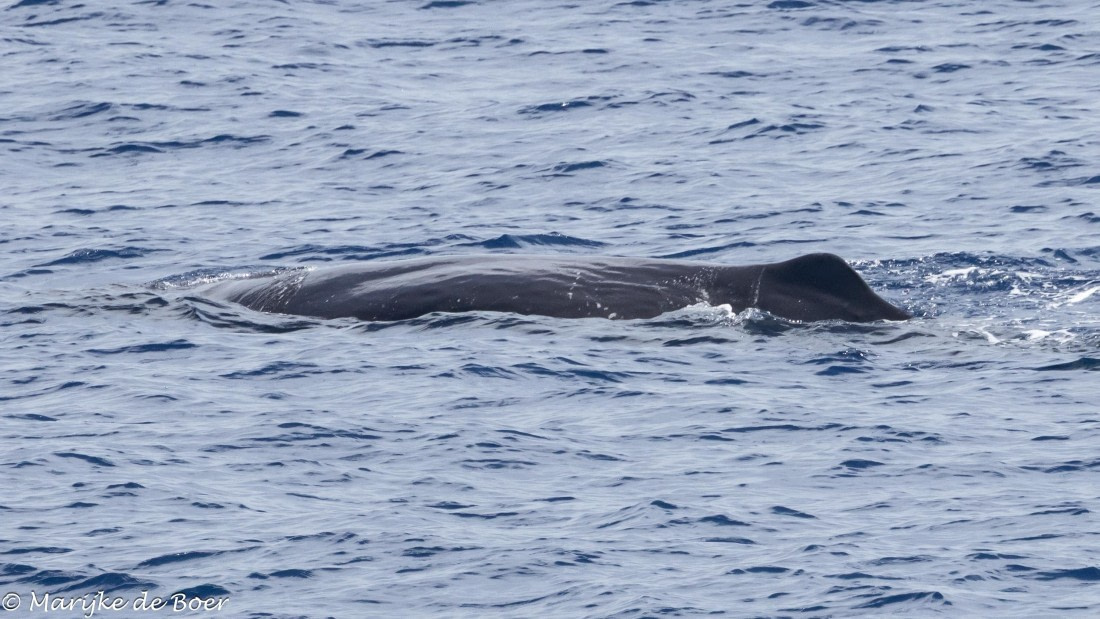 HDS32-25, Day 6, Sperm whale_20250420-398A0036 © Marijke de Boer - Oceanwide Expeditions.jpg