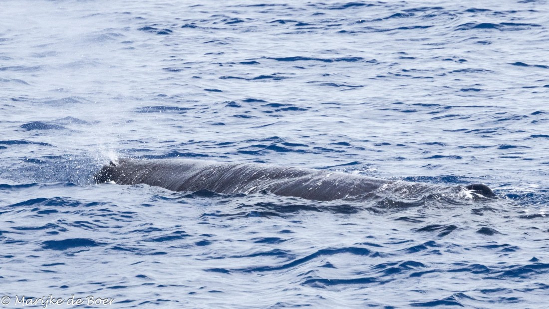 HDS32-25, Day 6, Sperm whale_20250420-398A0047 © Marijke de Boer - Oceanwide Expeditions.jpg