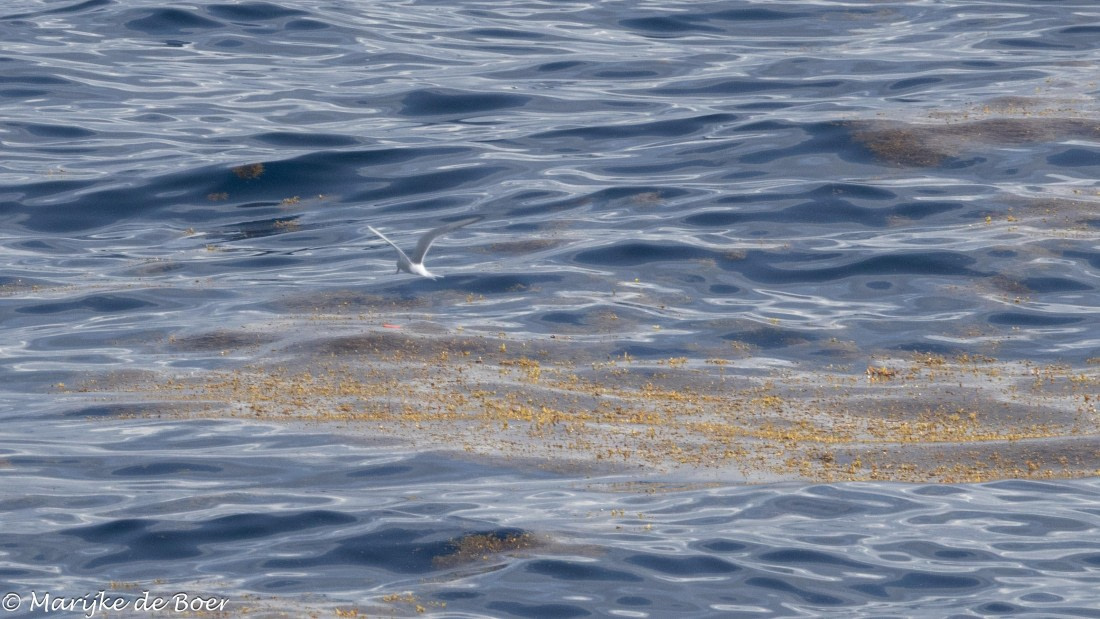 HDS32-25, Day 7, 20250421-398A0140 © Marijke de Boer - Oceanwide Expeditions.jpg