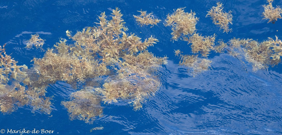 HDS32-25, Day 7, 20250421-398A0179 © Marijke de Boer - Oceanwide Expeditions.jpg