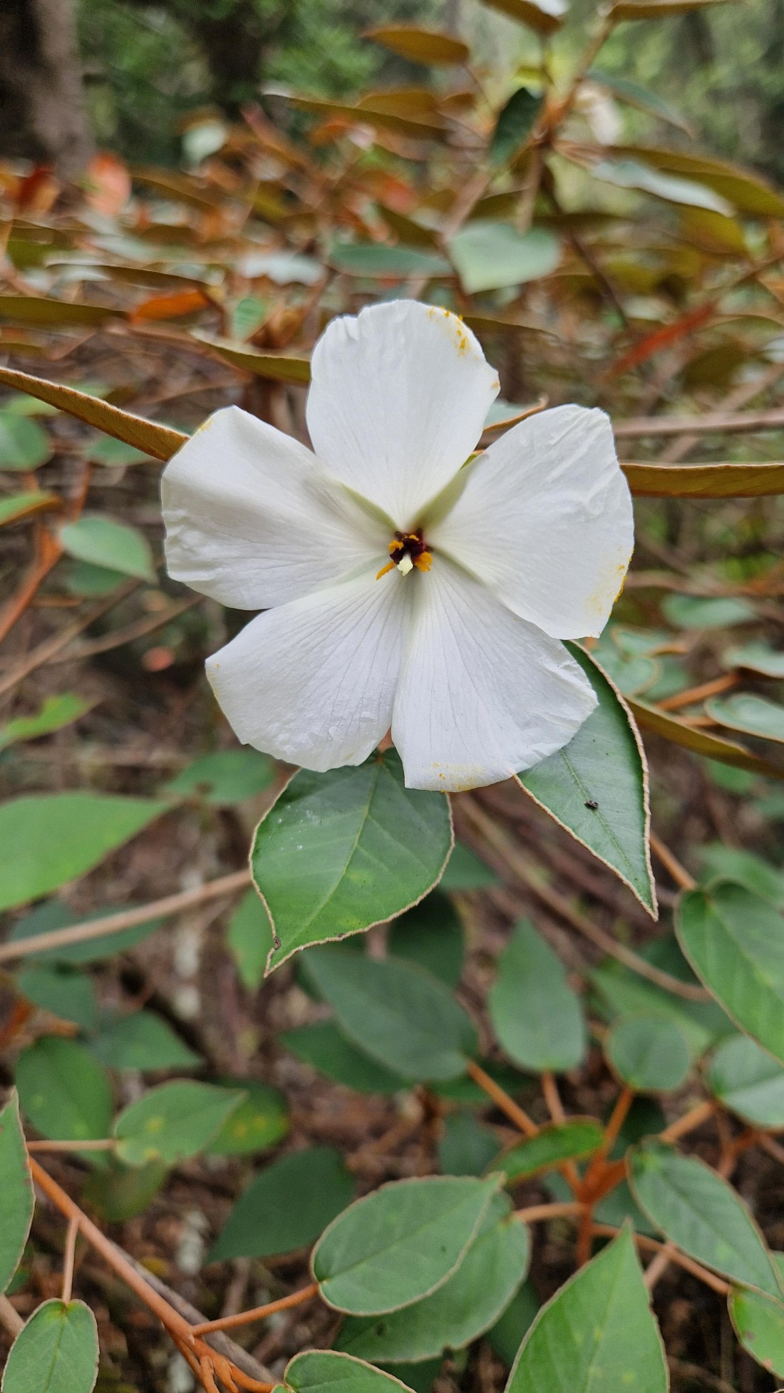 HDS32-25, Day 1, 20250415-NJV-020-35 © Nicole Janinhoff-Verdaat - Oceanwide Expeditions.jpg