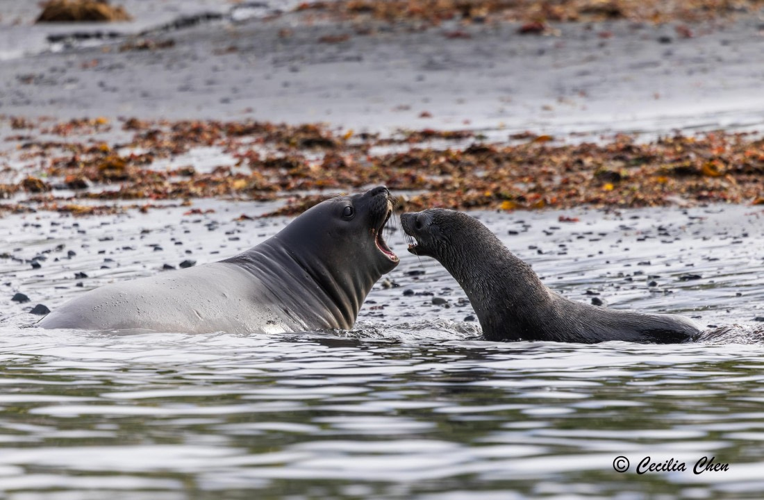 Elephant Seal vs Antarctic Fur Seal