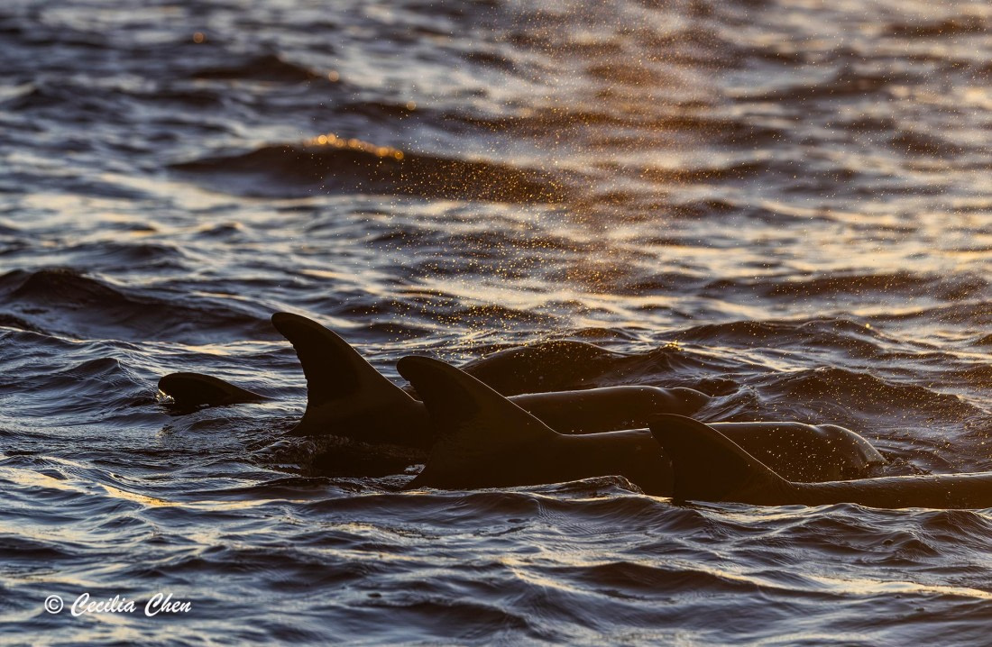 Rough-toothed Dolphin under sunset