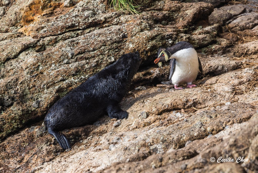 Northern Rockhooper & Subantarctic Fur Seal