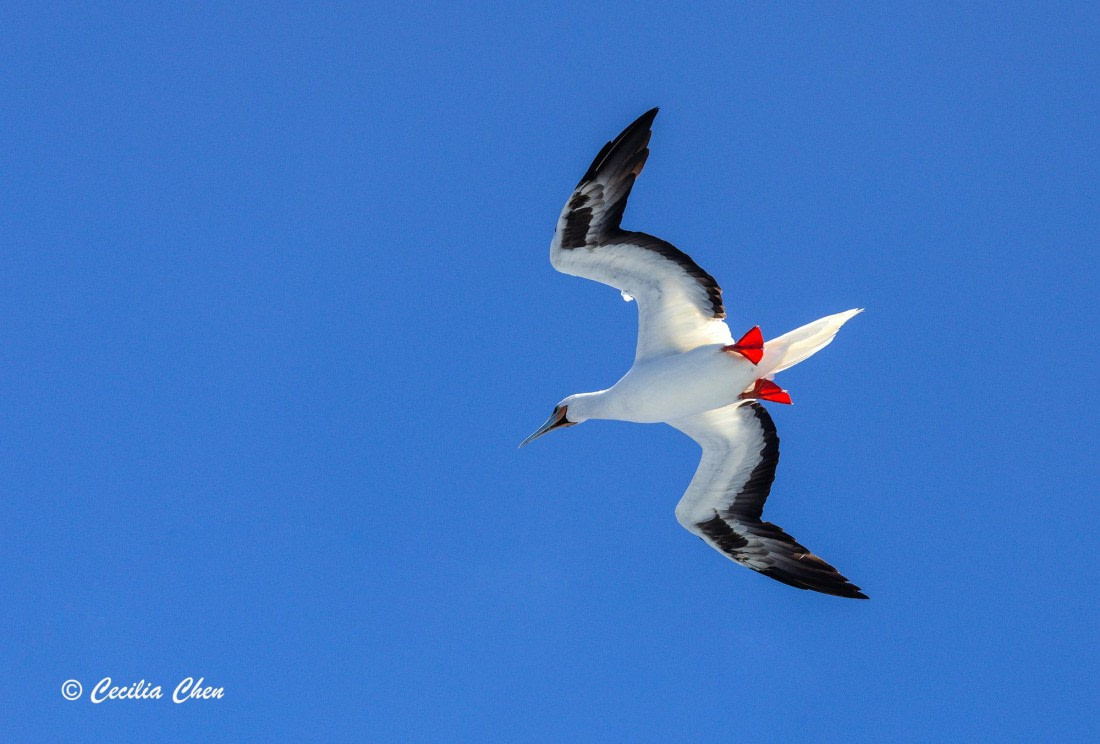 Red-footed booby