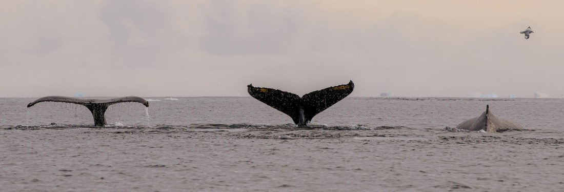 The Humpback Synchronization