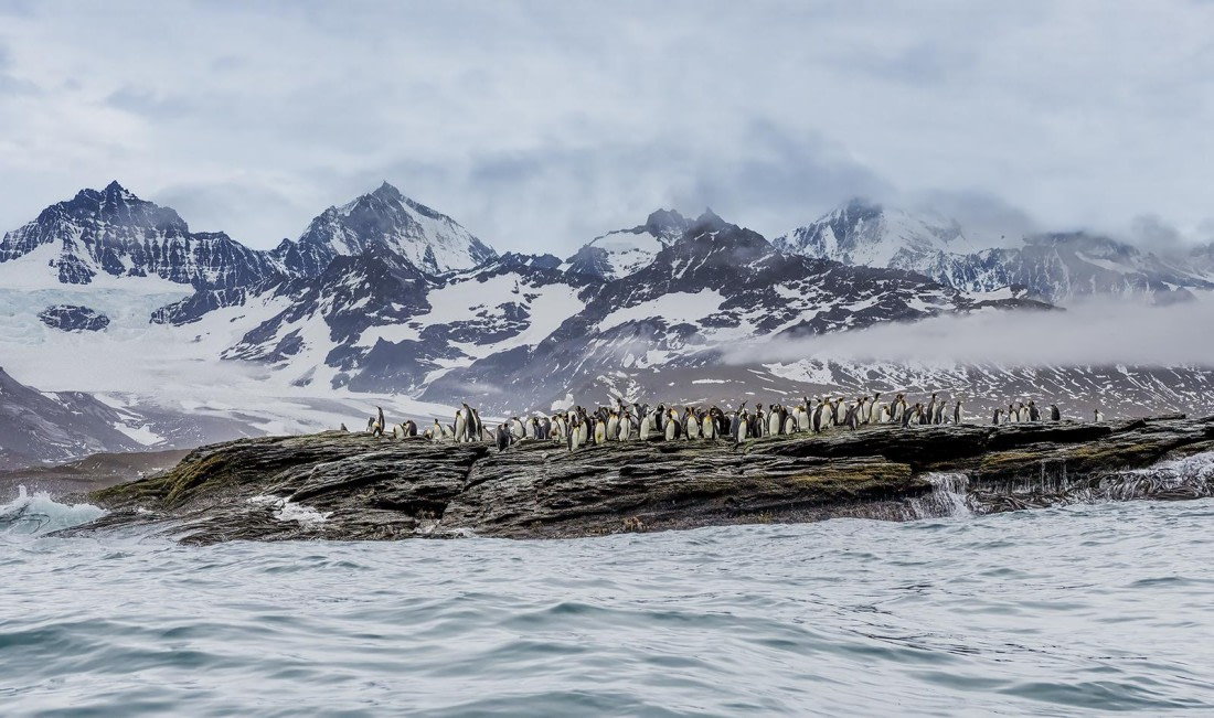 King Penguin Colony, St Andrews Bay