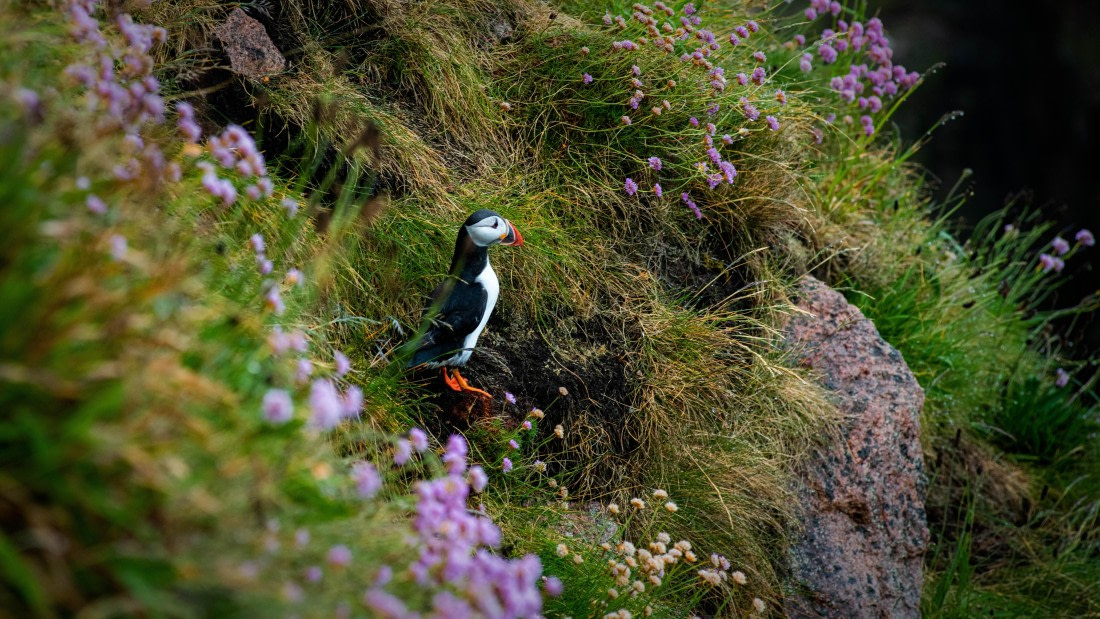HDS01-25, Day 3, RLO_2777 © Alexander Romanovskiy - Oceanwide Expeditions.jpg