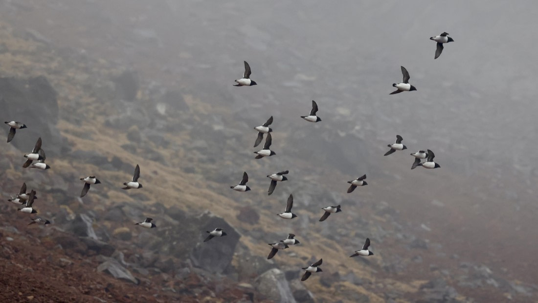 HDS01-25, Day 7, flying little Auks © Meike Sjoer - Oceanwide Expeditions.JPG