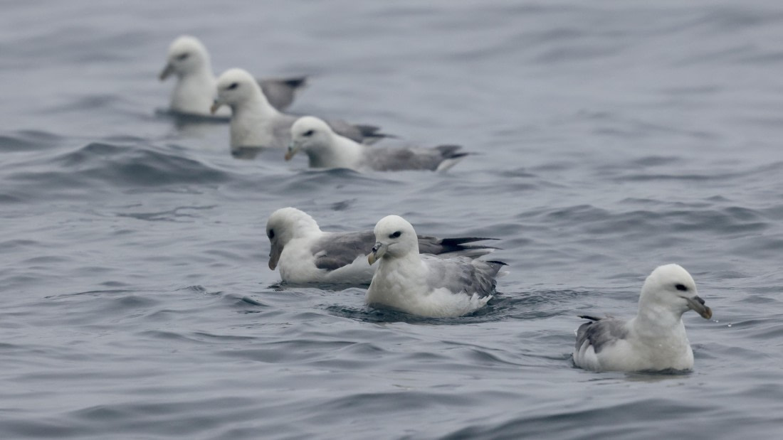 HDS01-25, Day 7, fulmarsatjanmayen © Meike Sjoer - Oceanwide Expeditions.JPG