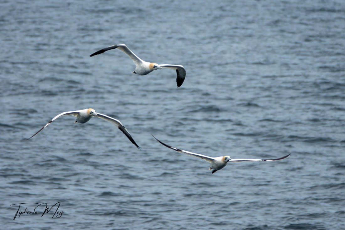 HDS01-25, Day 2, DSC04285-Enhanced-NR © Tiphanie May - Oceanwide Expeditions.jpg