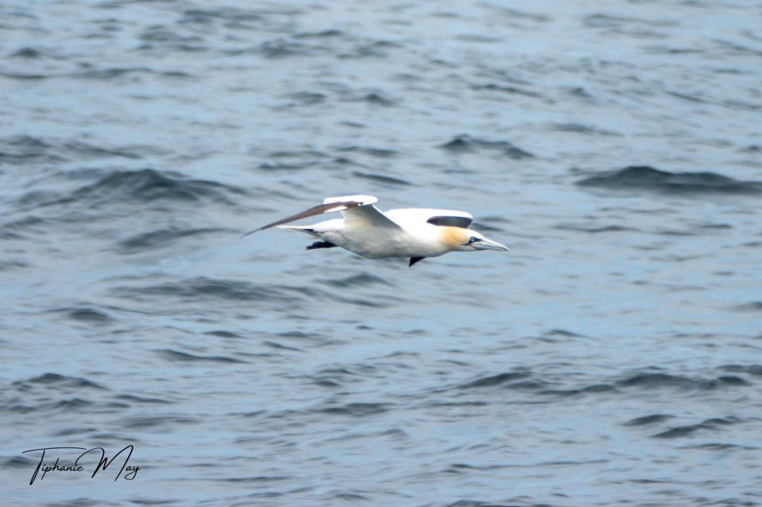 HDS01-25, Day 2, DSC04305-Enhanced-NR © Tiphanie May - Oceanwide Expeditions.jpg