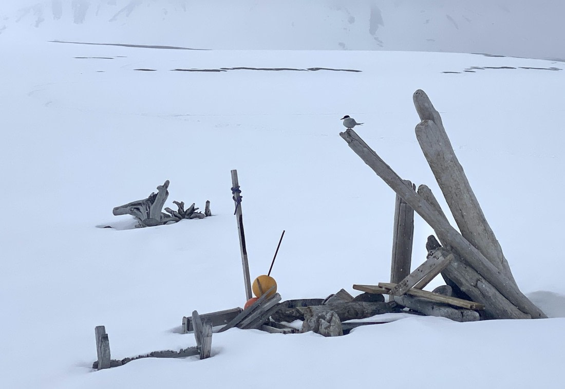 PLA02-25, Day 3, Mushamna Arctic Tern © Unknown photographer - Oceanwide Expeditions.jpg