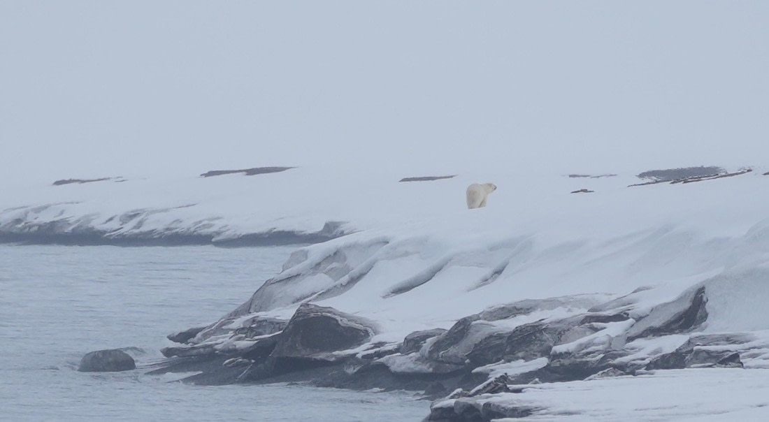 PLA02-25, Day 3, Mushamna Polar Bear © Unknown photographer - Oceanwide Expeditions.JPG