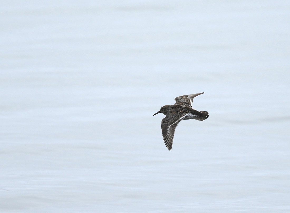 PLA02-25, Day 3, Mushamna Purple Sandpiper © Unknown photographer - Oceanwide Expeditions.JPG