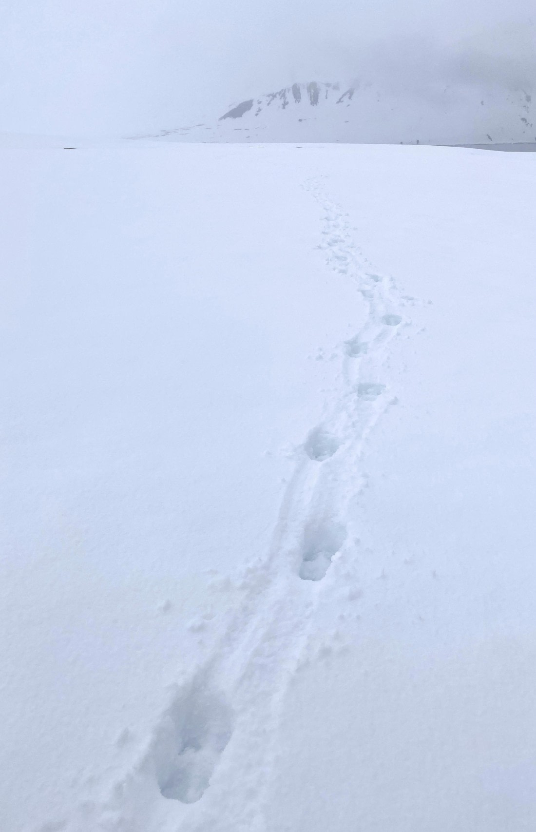 PLA02-25, Day 3, Mushamna reindeer tracks © Unknown photographer - Oceanwide Expeditions.jpg