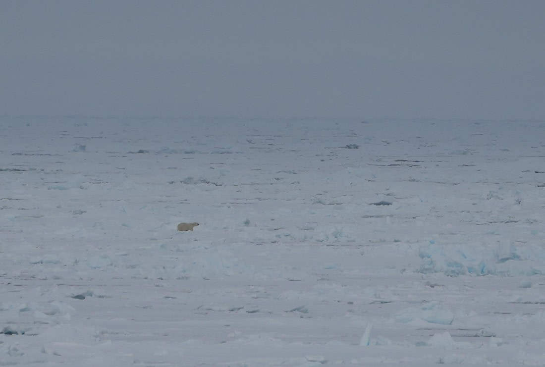 PLA02-25, Day 6, Polar Bear © Unknown photographer - Oceanwide Expeditions.JPG