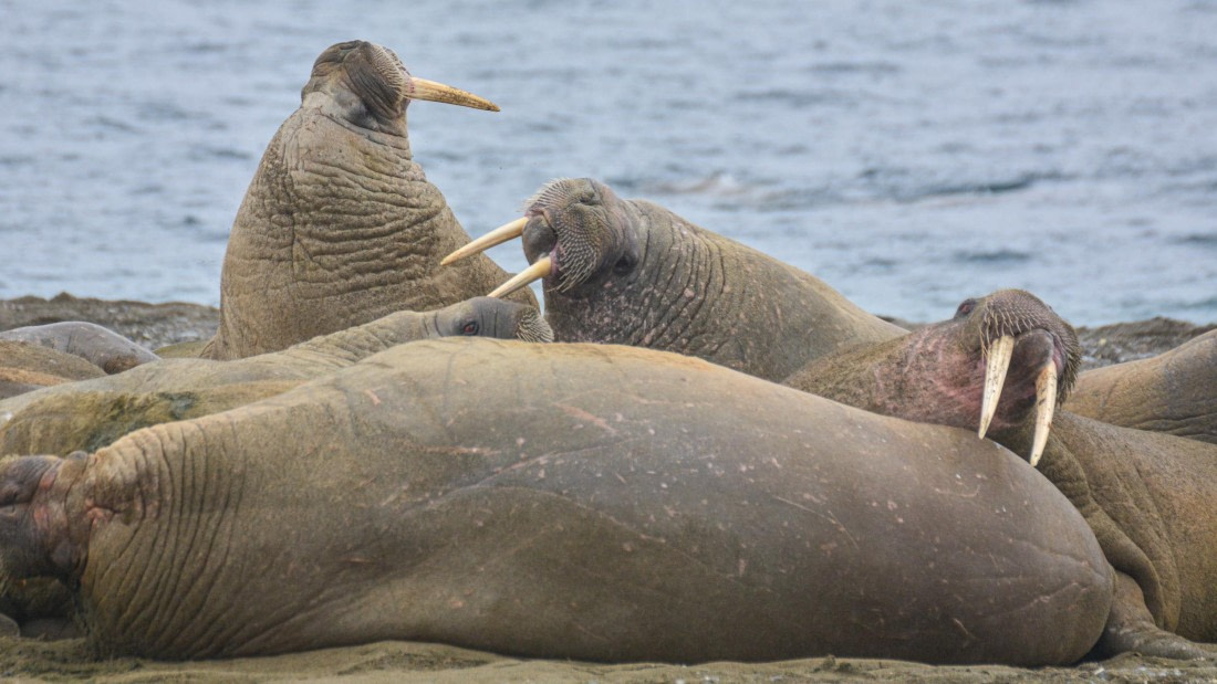 PLA02-25, Day 7, _DSC0684 © Unknown photographer - Oceanwide Expeditions.jpg