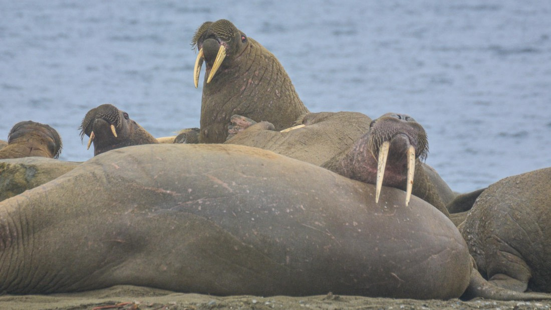 PLA02-25, Day 7, _DSC0695 © Unknown photographer - Oceanwide Expeditions.jpg