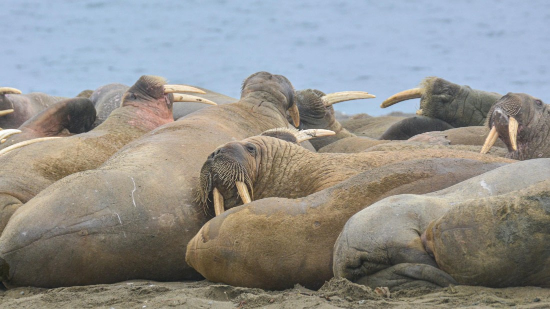 PLA02-25, Day 7, _DSC0712 © Unknown photographer - Oceanwide Expeditions.jpg