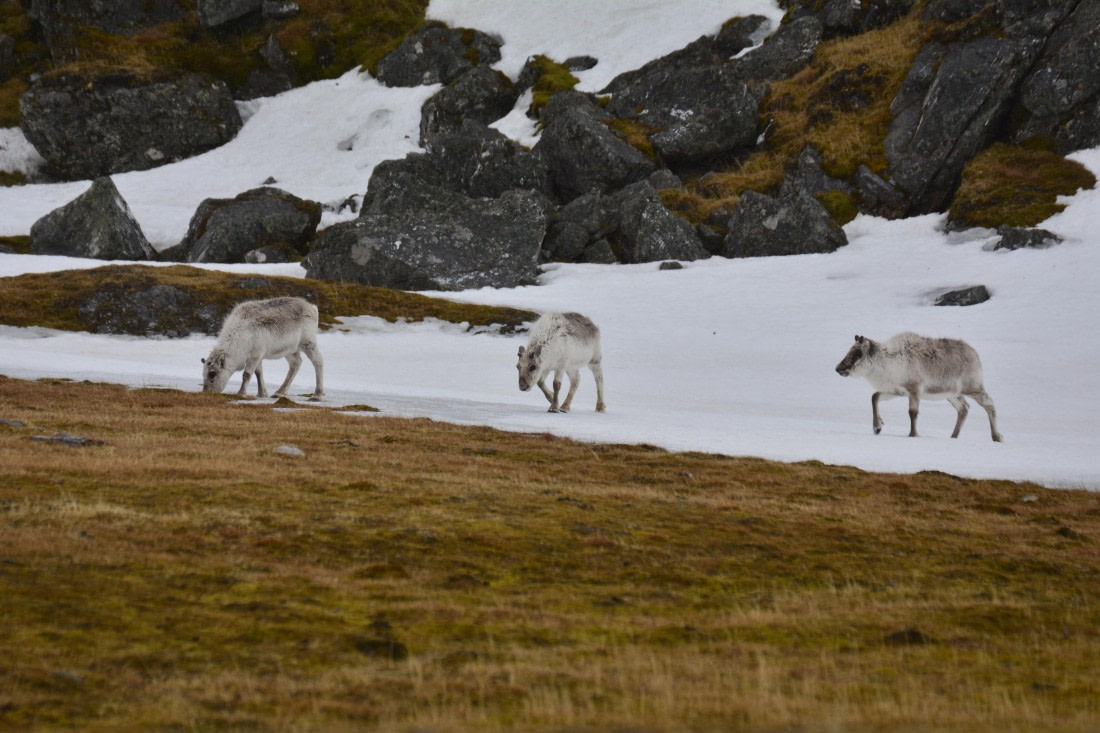 PLA02-25, Day 7, _DSC0781 © Unknown photographer - Oceanwide Expeditions.JPG