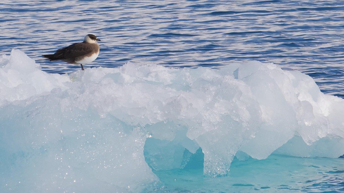 PLA02-25, Day 2, Arctic Skua (1) © Andrew Crowder - Oceanwide Expeditions.jpeg