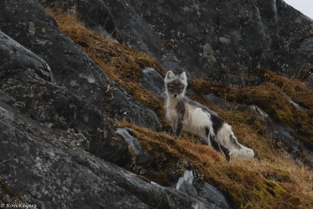 Arctic Fox