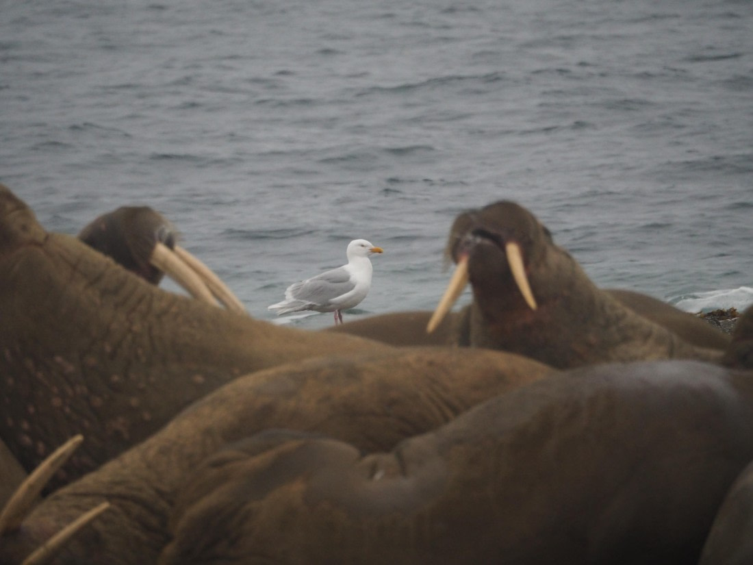 gull and walrusses