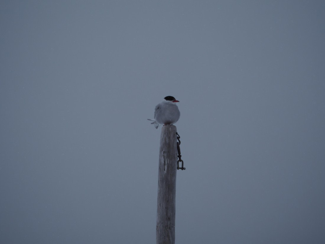 arctic tern having a break