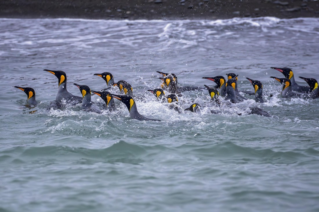 Frolicking at Fortuna Bay