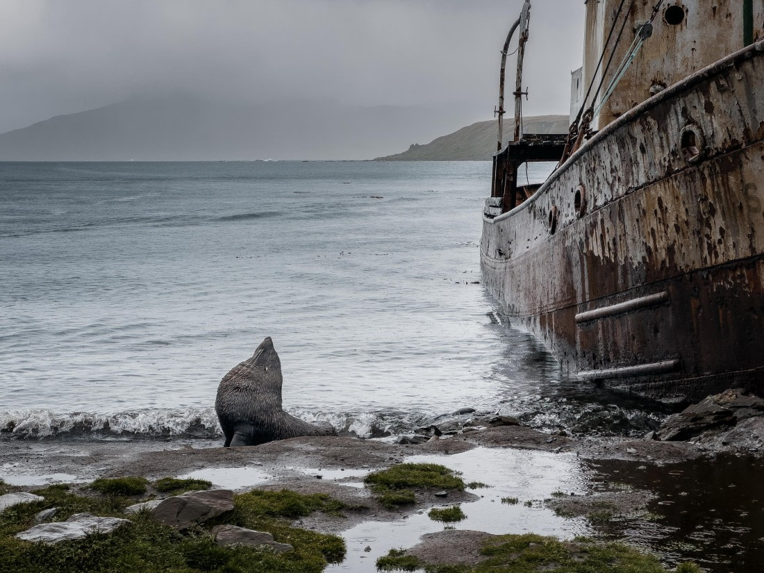 The Centurion at Grytviken