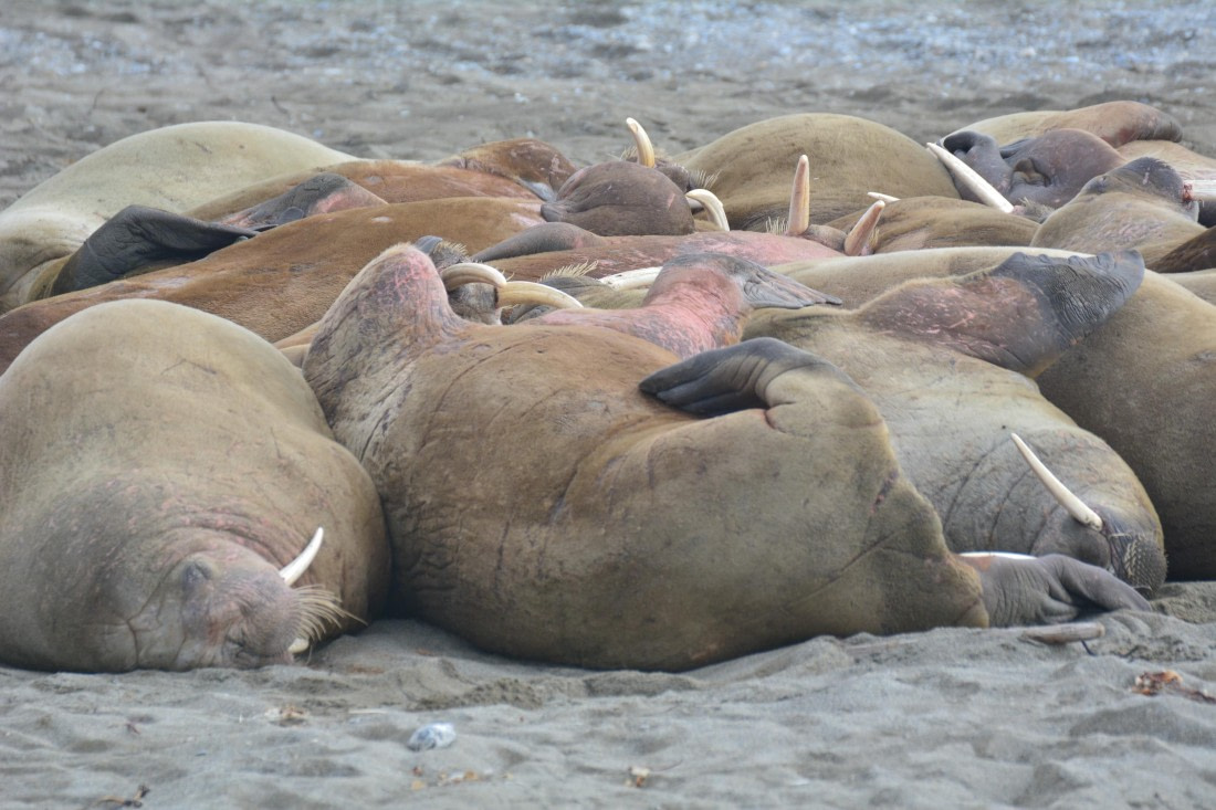 PLA03-25, Day 7, _DSC0915-2 © Unknown photographer - Oceanwide Expeditions.jpg