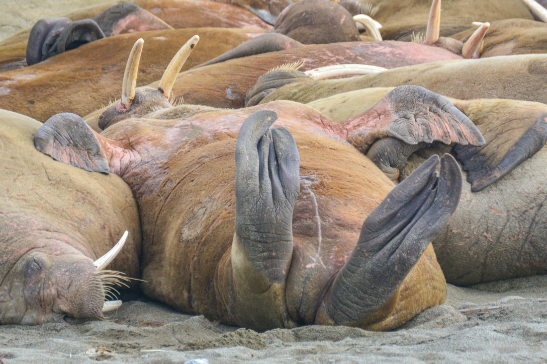 PLA03-25, Day 7, _DSC0914-2 © Unknown photographer - Oceanwide Expeditions.jpg