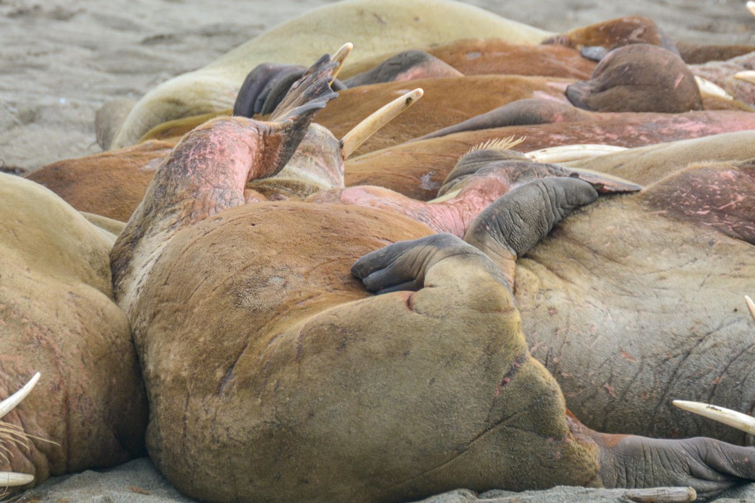 PLA03-25, Day 7, _DSC0916-2 © Unknown photographer - Oceanwide Expeditions.jpg