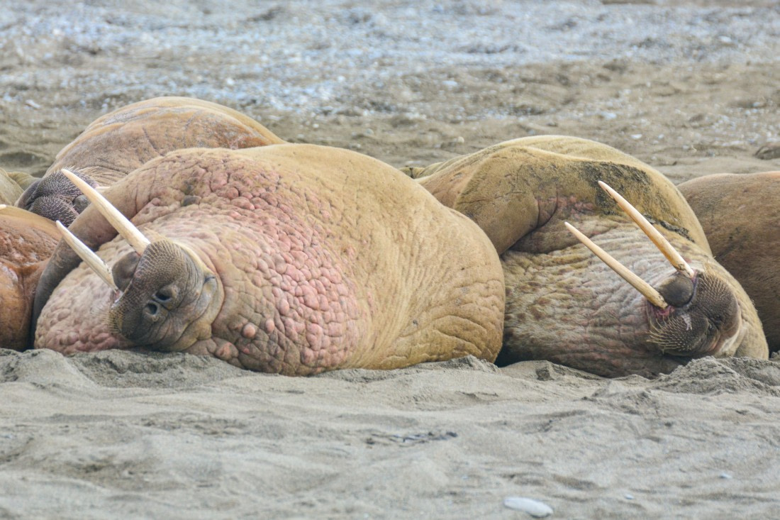 PLA03-25, Day 7, _DSC0917-2 © Unknown photographer - Oceanwide Expeditions.jpg