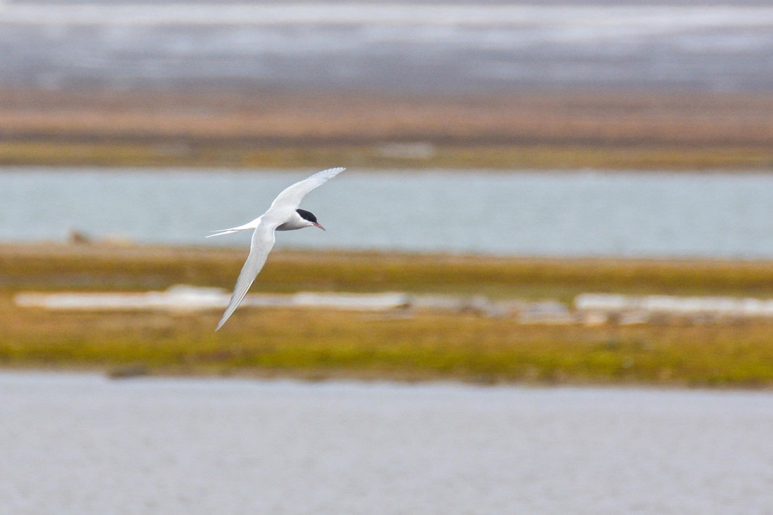 PLA03-25, Day 7, _DSC0930-2 © Unknown photographer - Oceanwide Expeditions.jpg