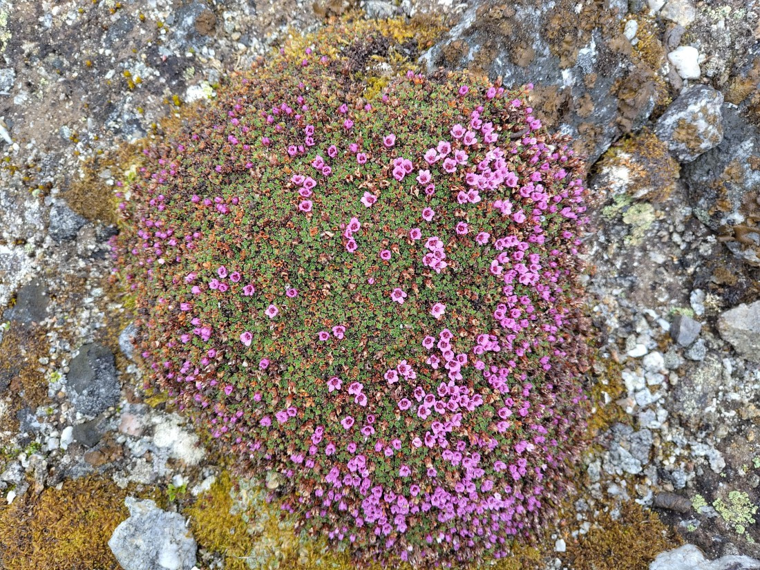 PLA03-25, Day 2, IMG_20250611_161327 © Michelle van Dijk - Oceanwide Expeditions.jpg