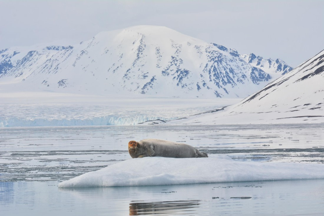 PLA03-25, Day 3, _DSC0861-2 © Unknown photographer - Oceanwide Expeditions.jpg