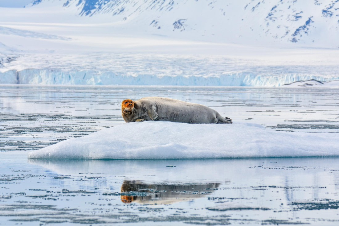 PLA03-25, Day 3, _DSC0863-2 © Unknown photographer - Oceanwide Expeditions.jpg