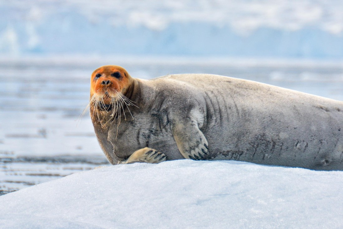 PLA03-25, Day 3, _DSC0864-2 © Unknown photographer - Oceanwide Expeditions.jpg