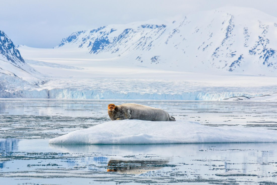 PLA03-25, Day 3, _DSC0866-2 © Unknown photographer - Oceanwide Expeditions.jpg