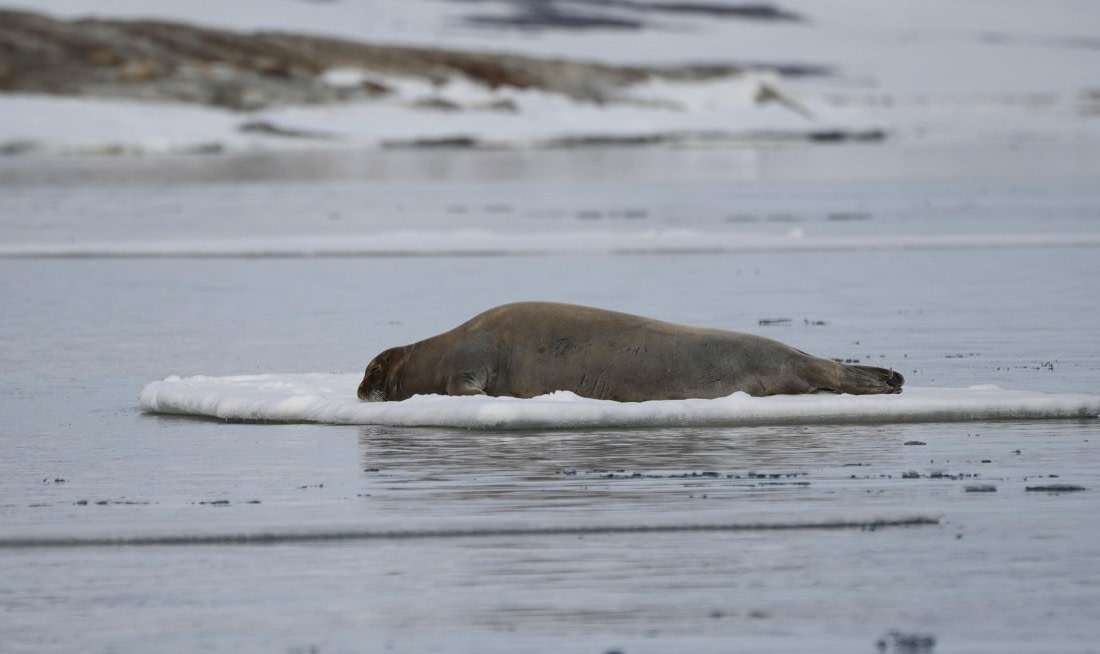 PLA03-25, Day 3, 2025-06-12 Bearded Seal © Unknown photographer - Oceanwide Expeditions.jpg