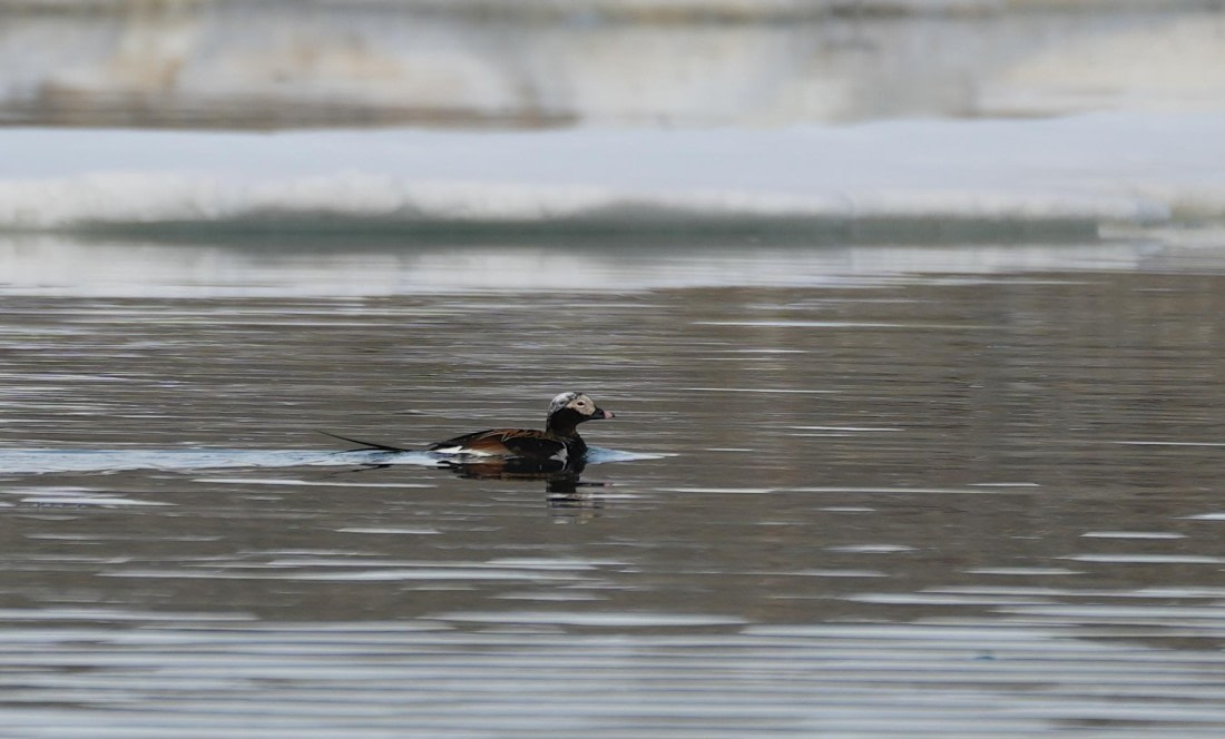 PLA03-25, Day 3, 2025-06-12 Long-tailed Duck © Unknown photographer - Oceanwide Expeditions.JPG