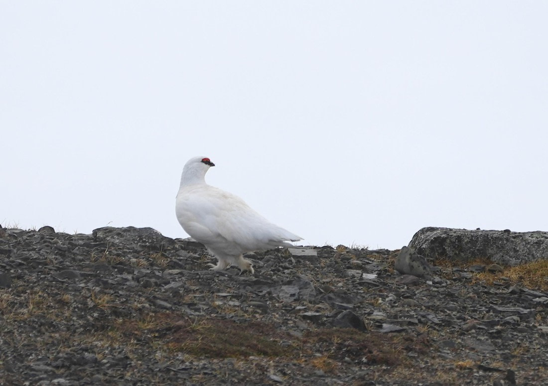 PLA03-25, Day 3, 2025-06-12 Rock Ptarmingan © Unknown photographer - Oceanwide Expeditions.JPG