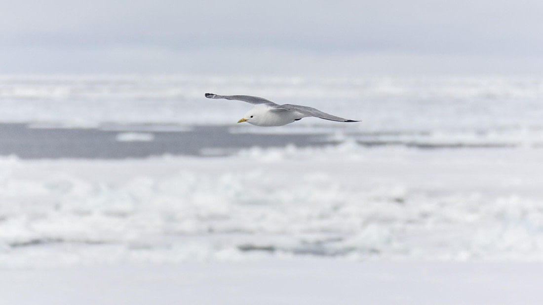 PLA03-25, Day 4, _DSC3914 © Unknown photographer - Oceanwide Expeditions.jpg