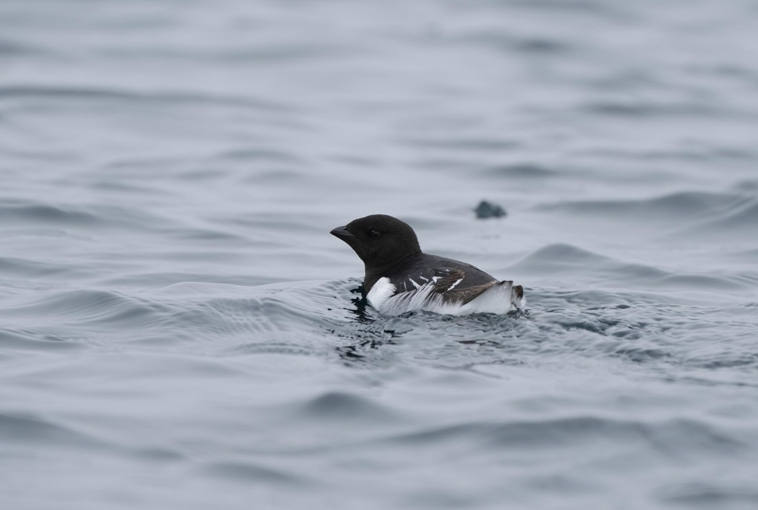 PLA03-25, Day 5, 2025-06-14 Little Auk © Unknown photographer - Oceanwide Expeditions.JPG