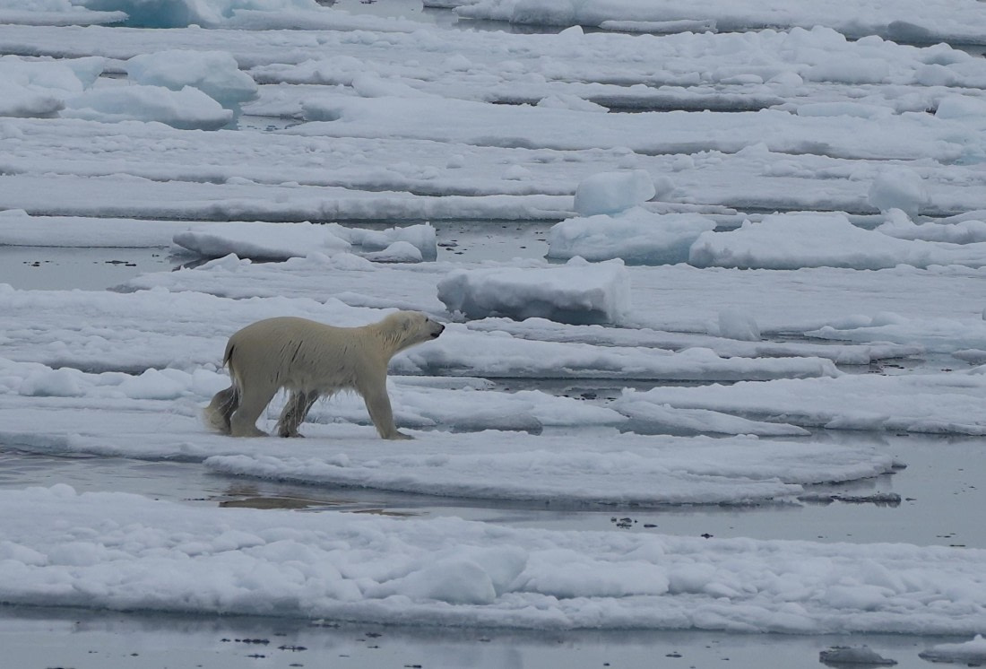 PLA03-25, Day 5, 2025-06-14 Polar Bear © Unknown photographer - Oceanwide Expeditions.JPG