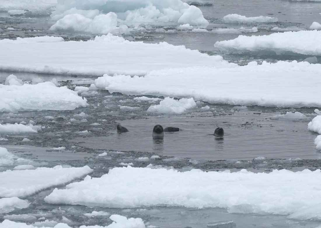 PLA03-25, Day 6, 2025-06-15 Harp Seals © Unknown photographer - Oceanwide Expeditions.JPG